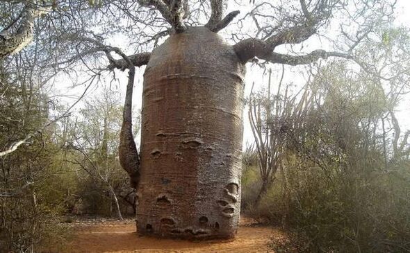 un gros tronc d'arbre comme imitation pour augmenter l'épaisseur du pénis